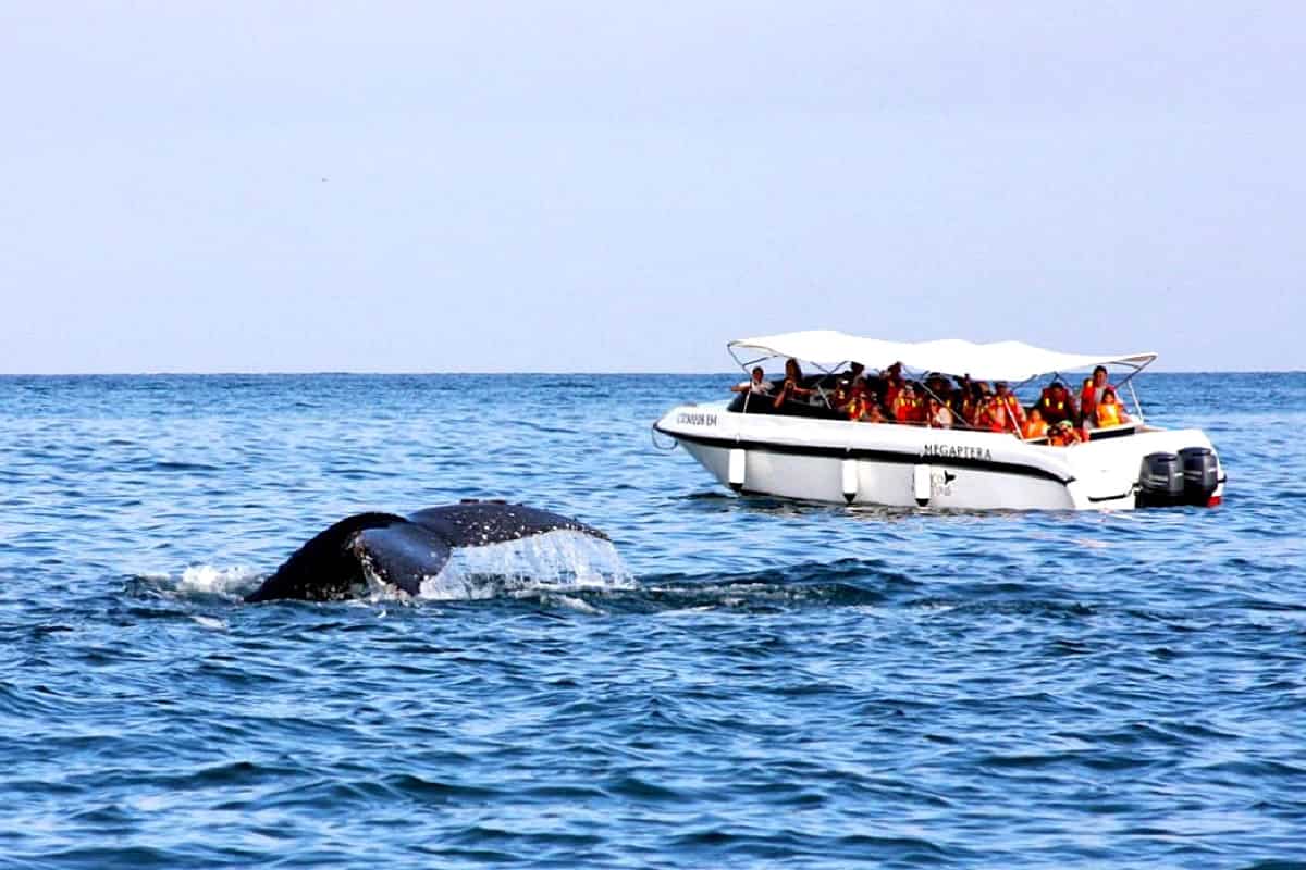 Fauna marina en rutas de navegación chilena: avistaje de ballenas, pingüinos, albatros y más